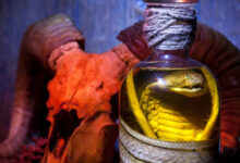 are roses toxic to cats