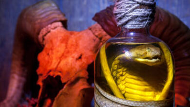 are roses toxic to cats